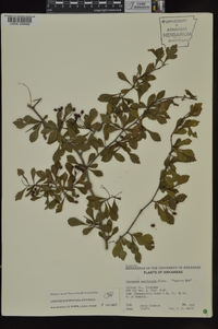 Crataegus spathulata image