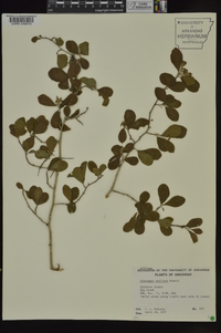 Crataegus uniflora image