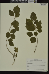 Crataegus viridis image