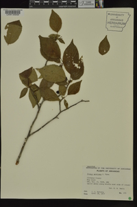 Prunus mexicana image