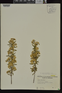 Spiraea cantoniensis image