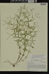 Galium arkansanum image