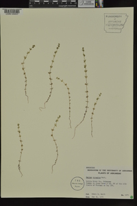 Galium virgatum image