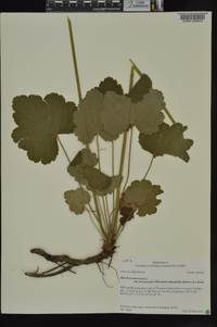 Heuchera americana var. hirsuticaulis image