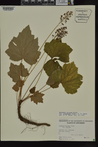 Heuchera villosa image