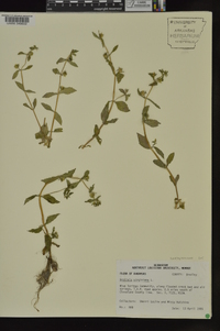 Gratiola virginiana image