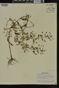 Mecardonia acuminata image