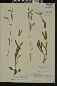 Penstemon laxiflorus image