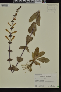 Penstemon murrayanus image