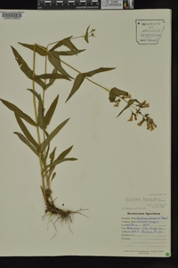 Penstemon tenuis image