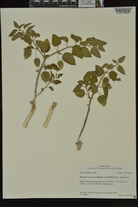 Physalis cinerascens image