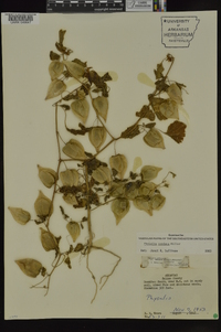 Physalis cordata image