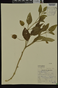 Physalis pumila image