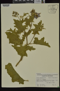 Solanum dimidiatum image