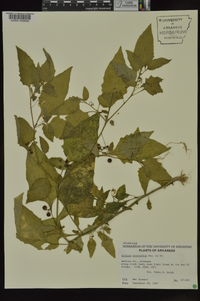 Solanum ptychanthum image