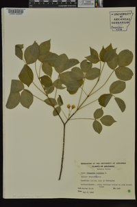 Staphylea trifolia image