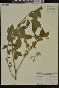 Halesia carolina image