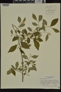 Styrax americanus image