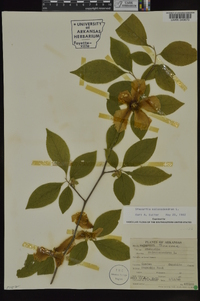 Stewartia malacodendron image