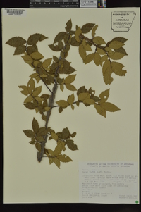 Ulmus alata image