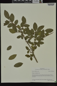 Ulmus crassifolia image