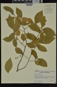 Ulmus serotina image