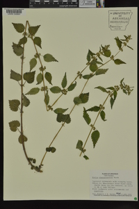 Urtica chamaedryoides image