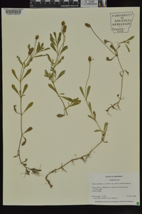 Phyla nodiflora image