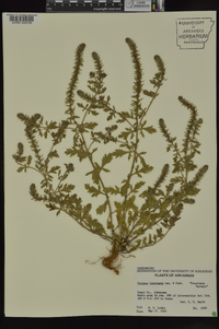 Verbena bracteata image