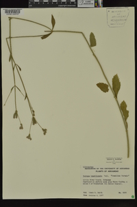 Verbena brasiliensis image