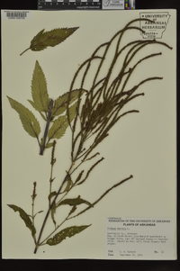 Verbena hastata image