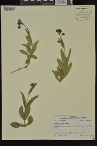 Verbena rigida image