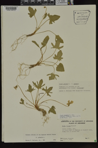 Viola palmata image