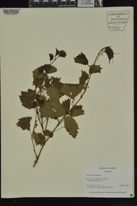 Vitis rupestris image