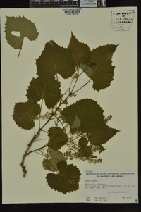 Vitis vulpina image