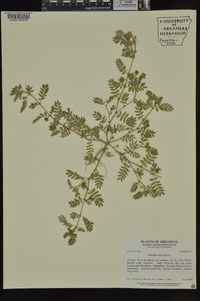 Tribulus terrestris image