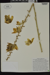 Yucca filamentosa image