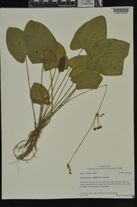 Echinodorus cordifolius image