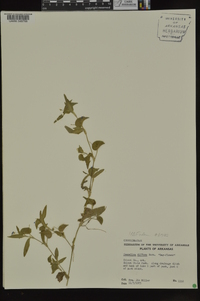 Commelina diffusa var. diffusa image