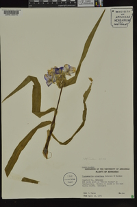 Tradescantia ernestiana image