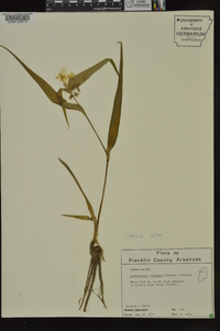 Tradescantia ozarkana image