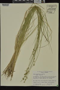 Carex atlantica subsp. atlantica image