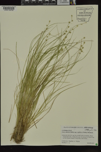 Carex atlantica subsp. capillacea image