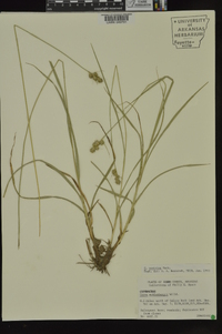 Carex austrina image