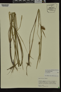 Carex bullata image