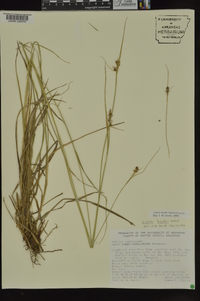 Carex bushii image