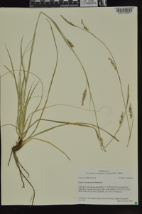 Carex cherokeensis image