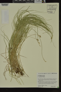 Carex hyalina image