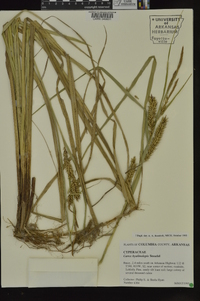 Carex hyalinolepis image