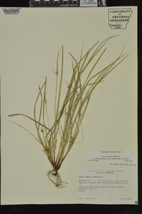 Carex jamesii image